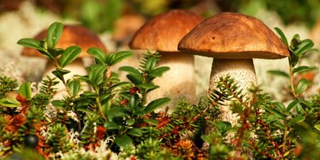 Осень – пора сбора и заготовки грибов